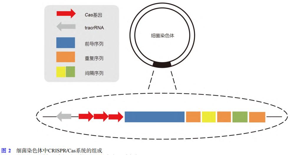 艾滋和帕金森有救了？全靠当年被反对的“基因剪刀”