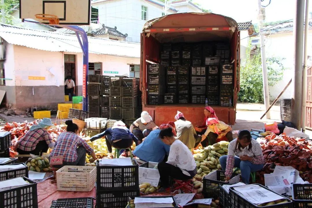 墨江孟弄乡风里都是晚熟芒果香甜的味道!