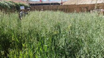 日喀则：大力推广房前屋后“冬圈夏草”人工种草模式