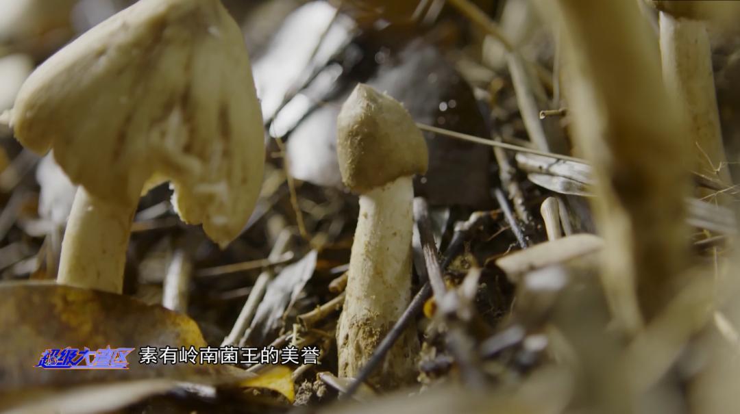 特搜靓汤 | 广东才有的岭南菌王，清甜爽脆，舌尖从未感受过的鲜