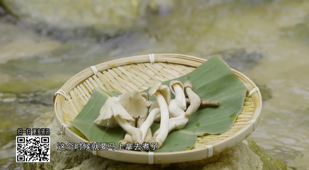 特搜靓汤 | 广东才有的岭南菌王，清甜爽脆，舌尖从未感受过的鲜