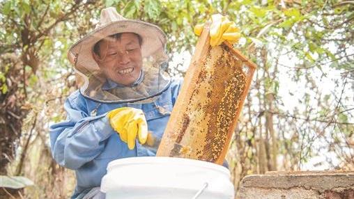 湖南永州道县：林下养蜂助增收