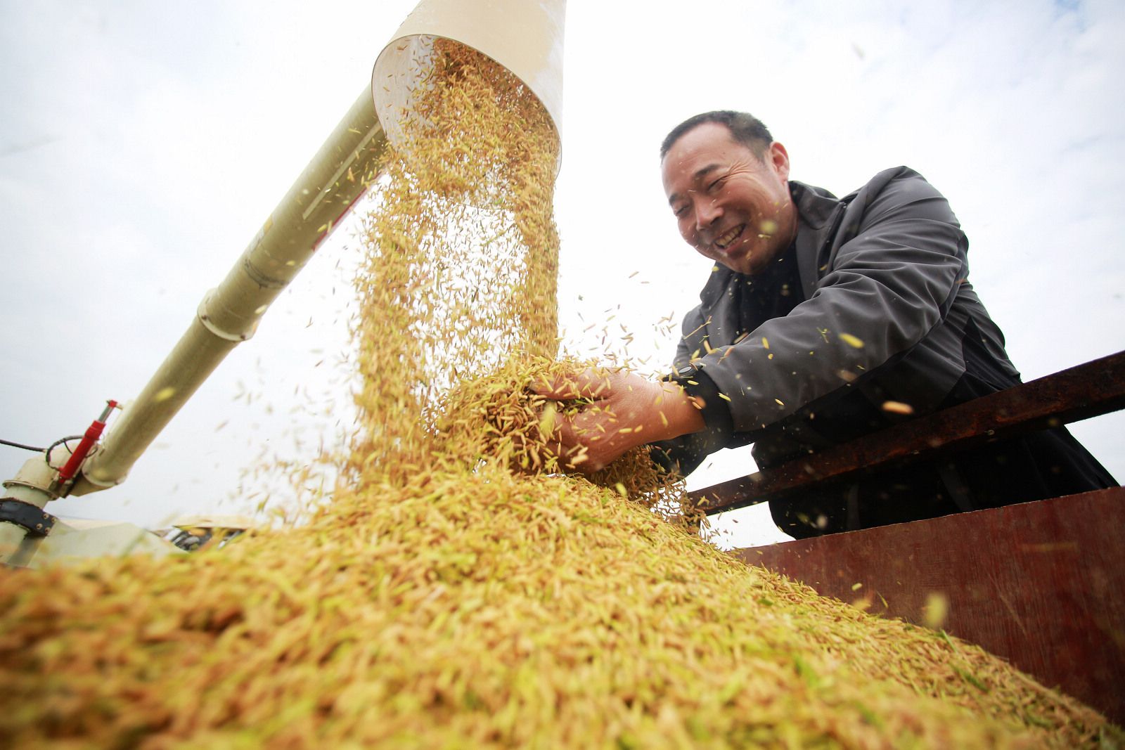 江苏扬州:稻谷飘香人欢颜