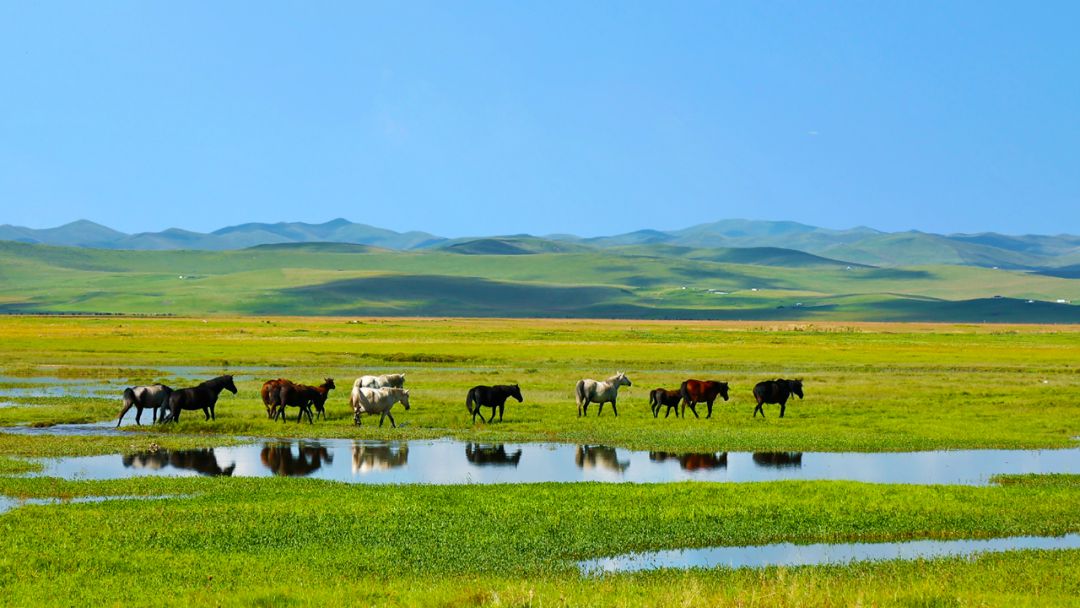 ""地球之肾"玛曲被世界湿地组织,同时,也顺势造就了美丽的玛曲草原