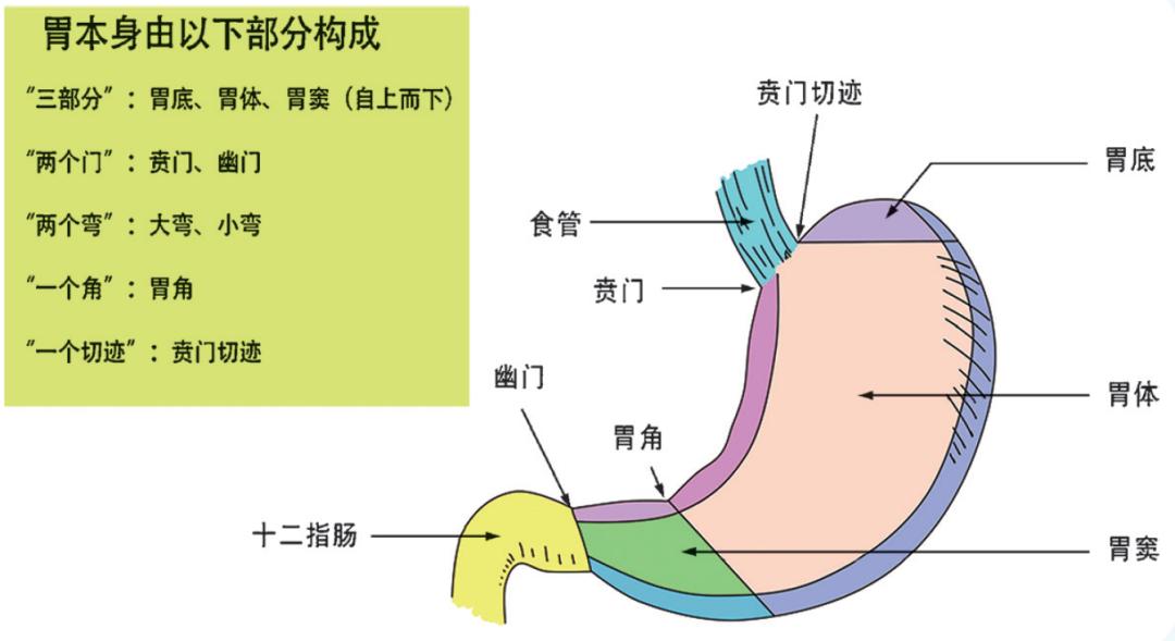 哪些信号说明您的胃有异常?_澎湃号·湃客_澎湃新闻-The Paper
