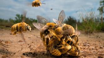 英国年度野生动物摄影大赛颁奖，冠军作品是一群蜜蜂