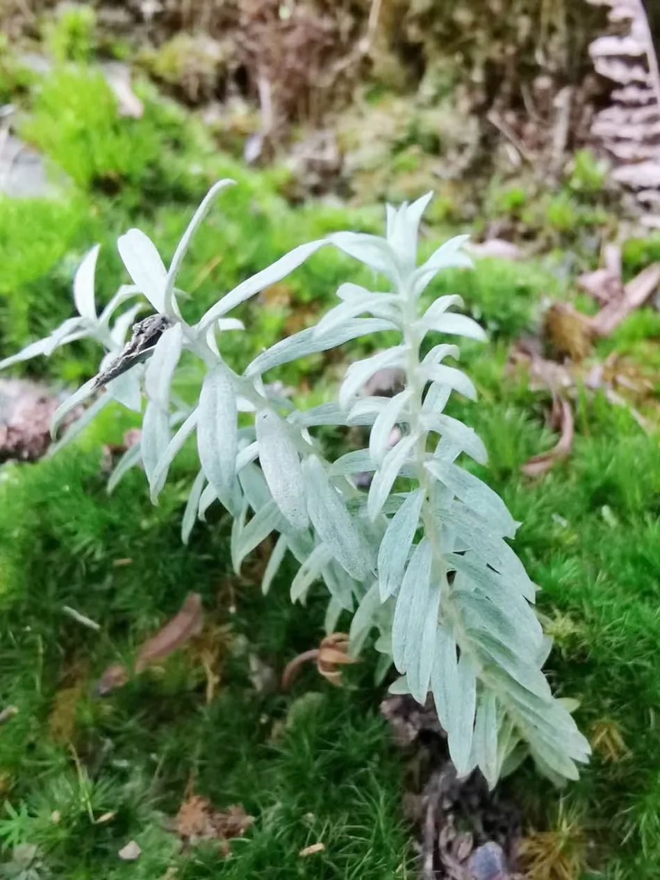 【学会本草】秋季疾病惹人恼,抗菌消炎鹿茸草