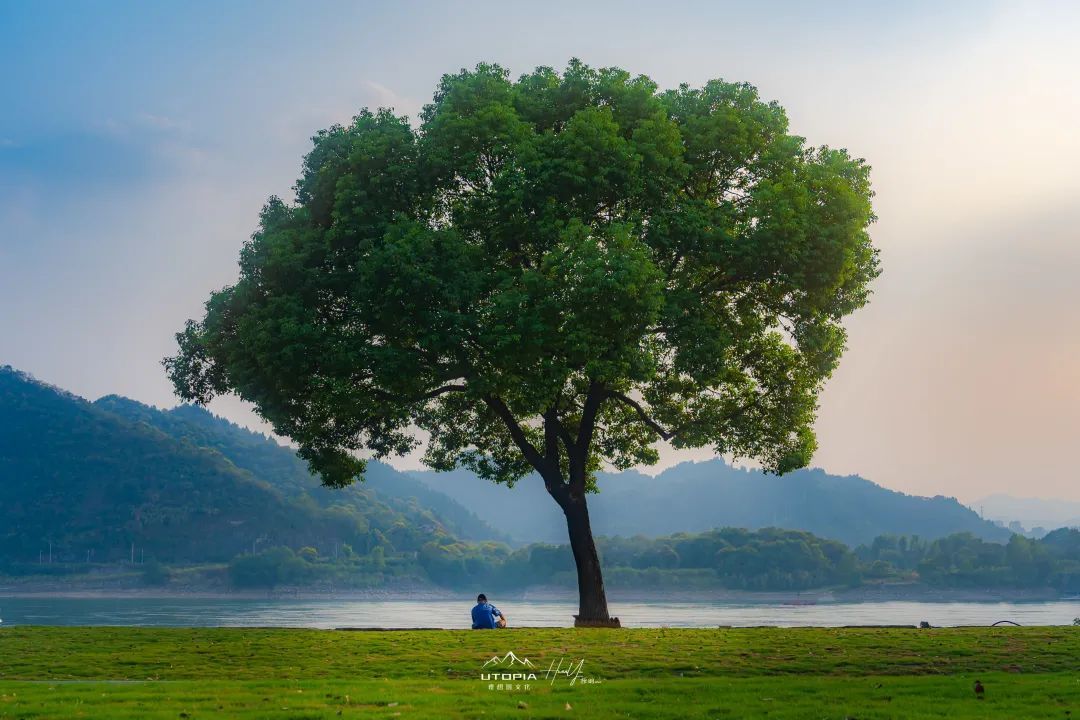 伍家岗江边有棵树,火了!