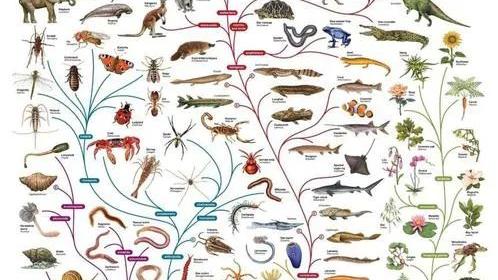 “人从鱼进化而来”被证实，我们吃鱼，是在吃自己的祖先吗？