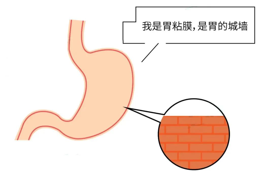 在正常情况下柔软,活体呈橘红色,如同一堵天然屏障,保护着胃壁的