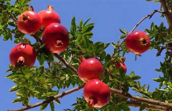 法官随笔︱怀远石榴美四季