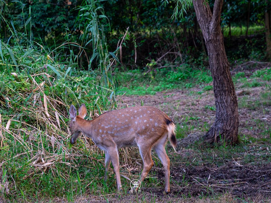 终于拍到梅花鹿站立吃树叶的六连拍