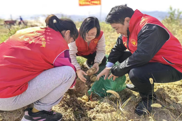 古交市馬蘭鎮志願者助農收土豆