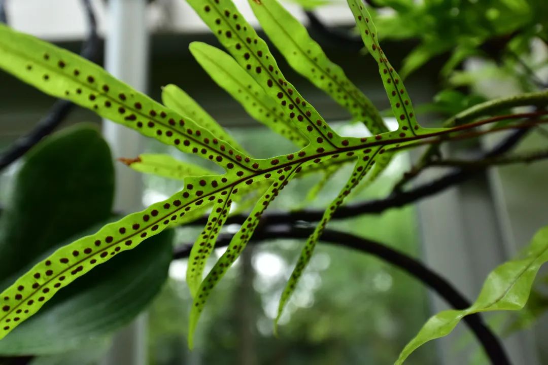 可不要被叶片上排列整齐的点点所吓倒,这些其实是它们的孢子囊群,是