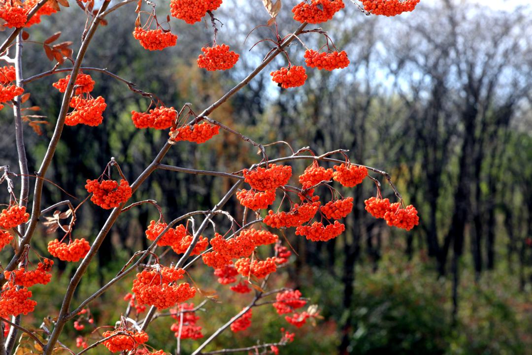 红果果挂满枝头冰城迎来最美花楸季