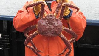 阿拉斯加雪蟹骤减数十亿，过度捕捞还是气候变暖？