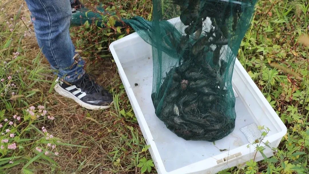 致富经养虾_致富经室内养虾视频_致富经养殖虾