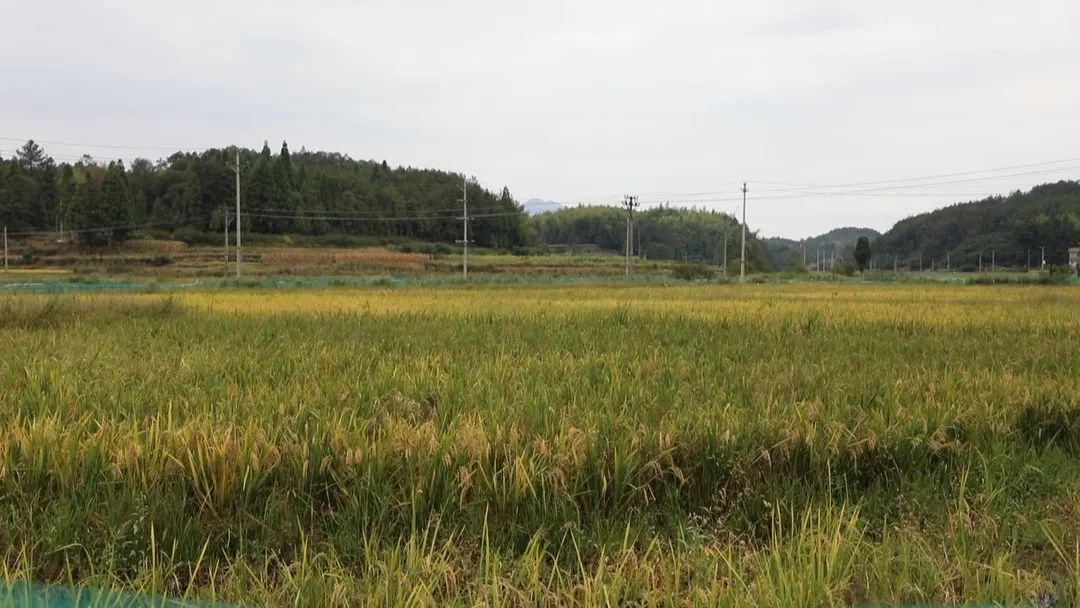 致富经室内养虾视频_致富经养殖虾_致富经养虾