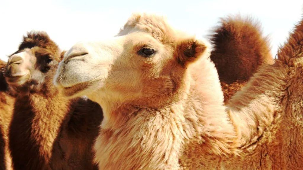 多喝骆驼奶真能更长寿？