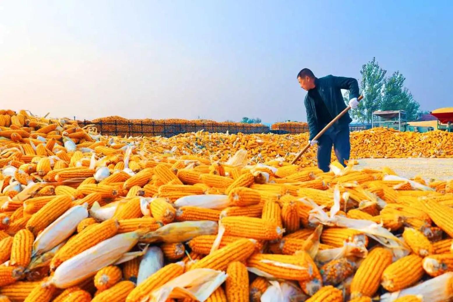 撸起袖子加油干风雨无阻向前行组图盐碱地里玉米喜获丰收