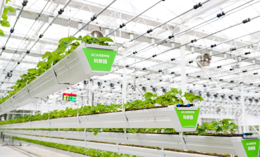 松江学子走进植物工厂体验智慧农业_澎湃号·政务_澎湃新闻-the paper