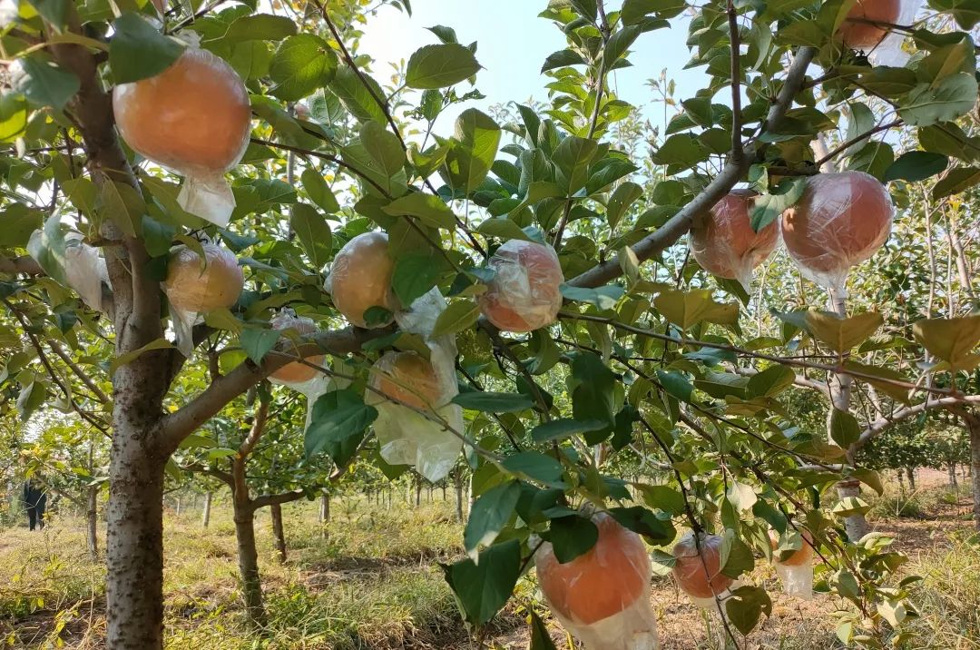 新坡"百亩果园"的大苹果开摘了!_澎湃号·政务_澎湃新闻-the paper