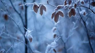 霜降：秋风萧瑟天气凉，草木摇落露为霜