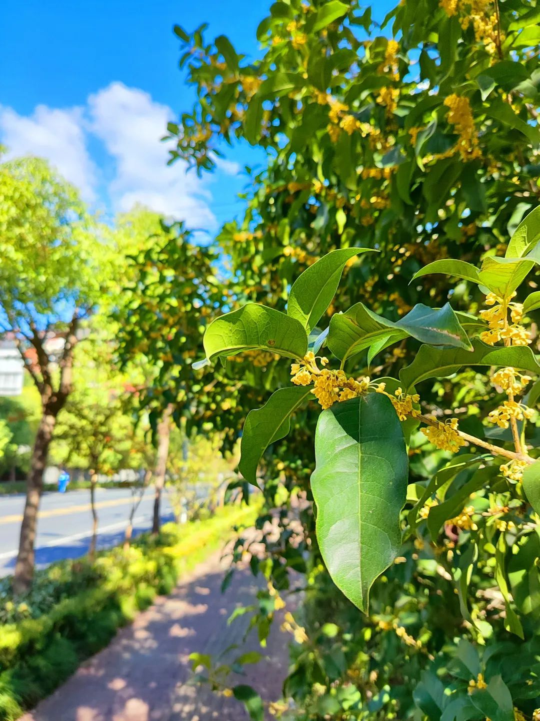 桂花图片大全高清图片