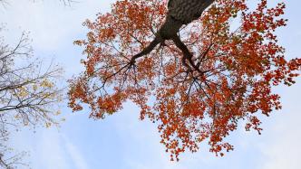 郑州进入秋色最佳观赏季，斑斓多姿美景怡人