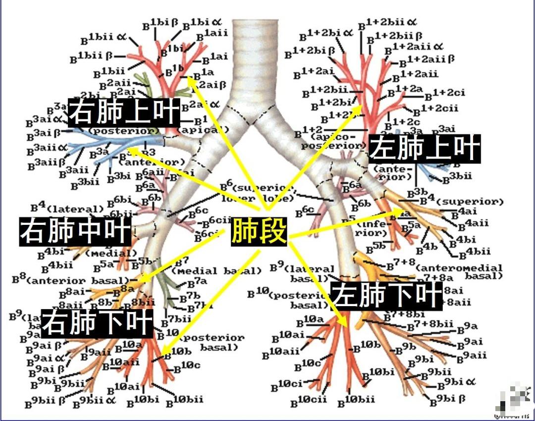 肺段和亚段图图片