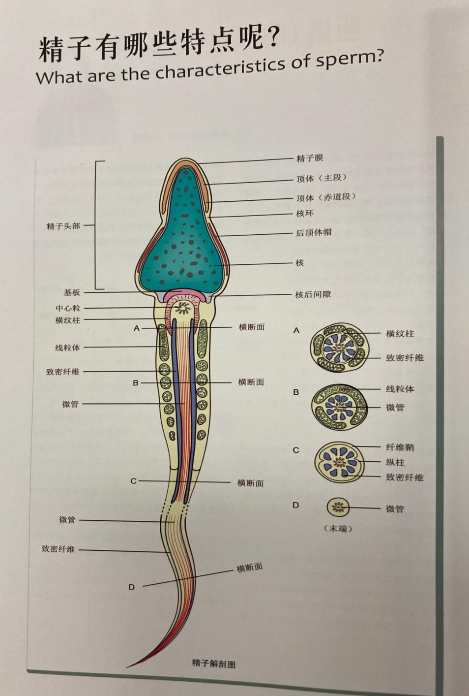 一位无精子症男士