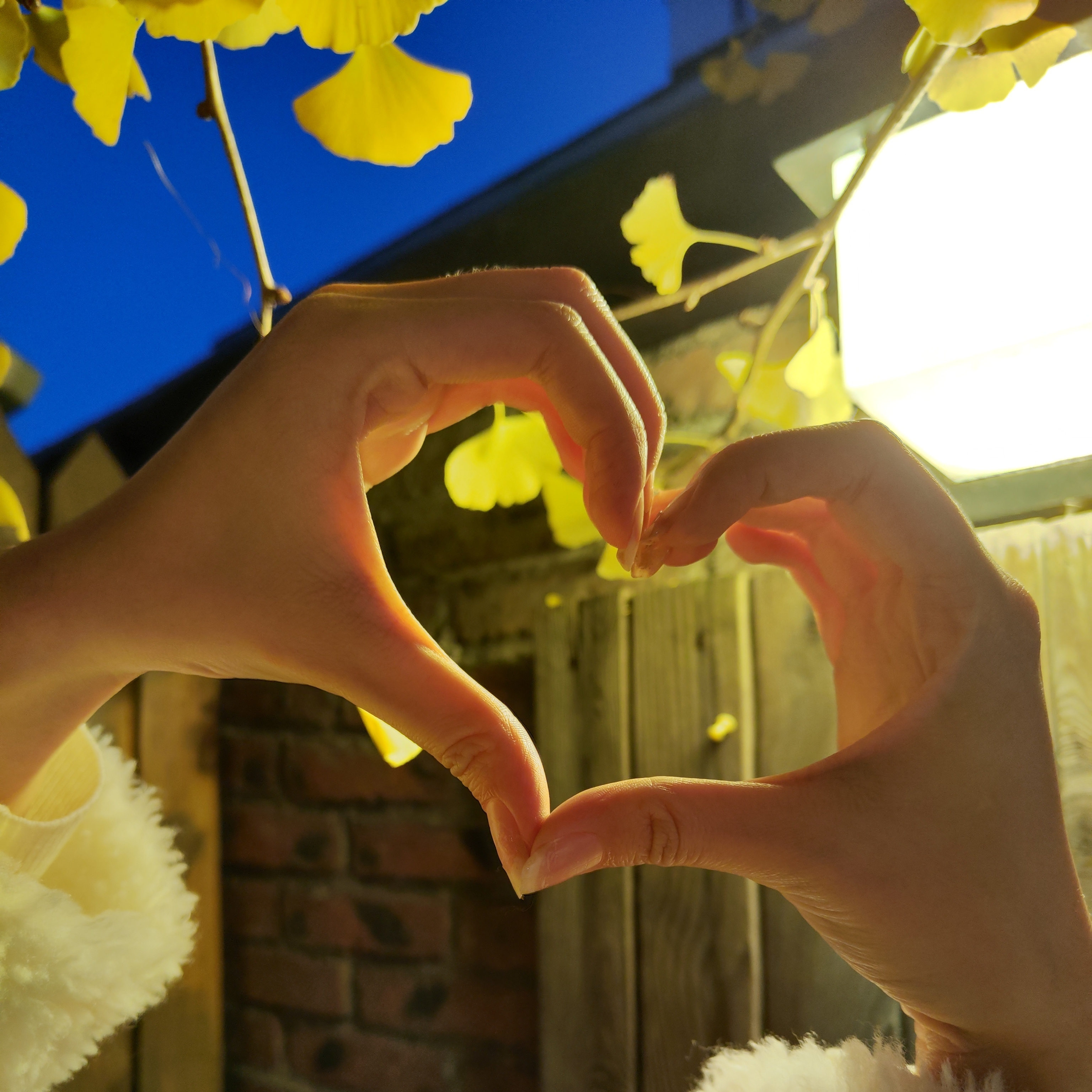 秋天的童话是银杏叶的故事_澎湃号·政务_澎湃新闻-the paper