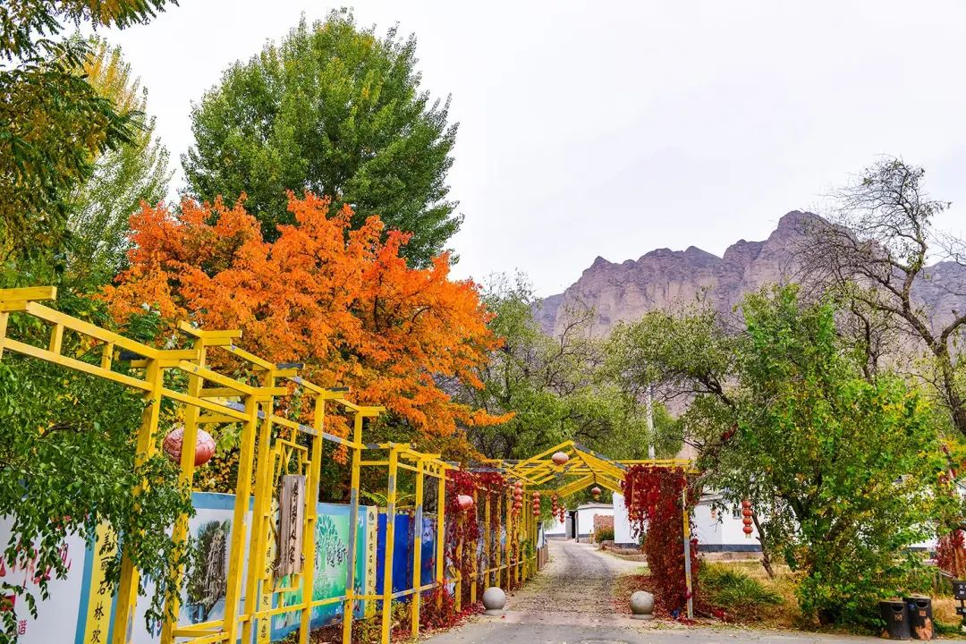 甘肃景泰:龙湾村的金秋时节_澎湃号·政务_澎湃新闻-the paper