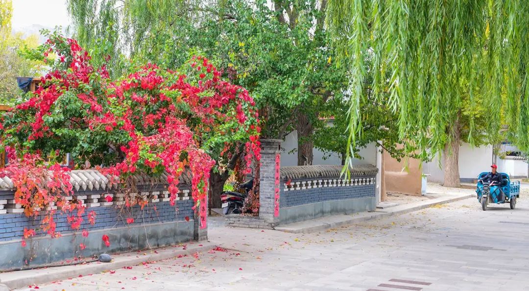 甘肃景泰:龙湾村的金秋时节_澎湃号·政务_澎湃新闻-the paper