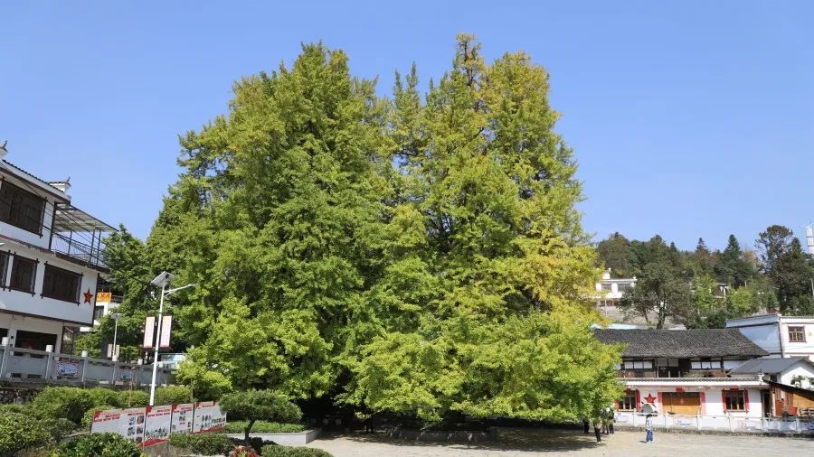 修文县大木村:古银杏群披"金装" 游客纷至沓来_澎湃号·媒体_澎湃新闻