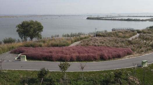 衡水湖樱花岛图片