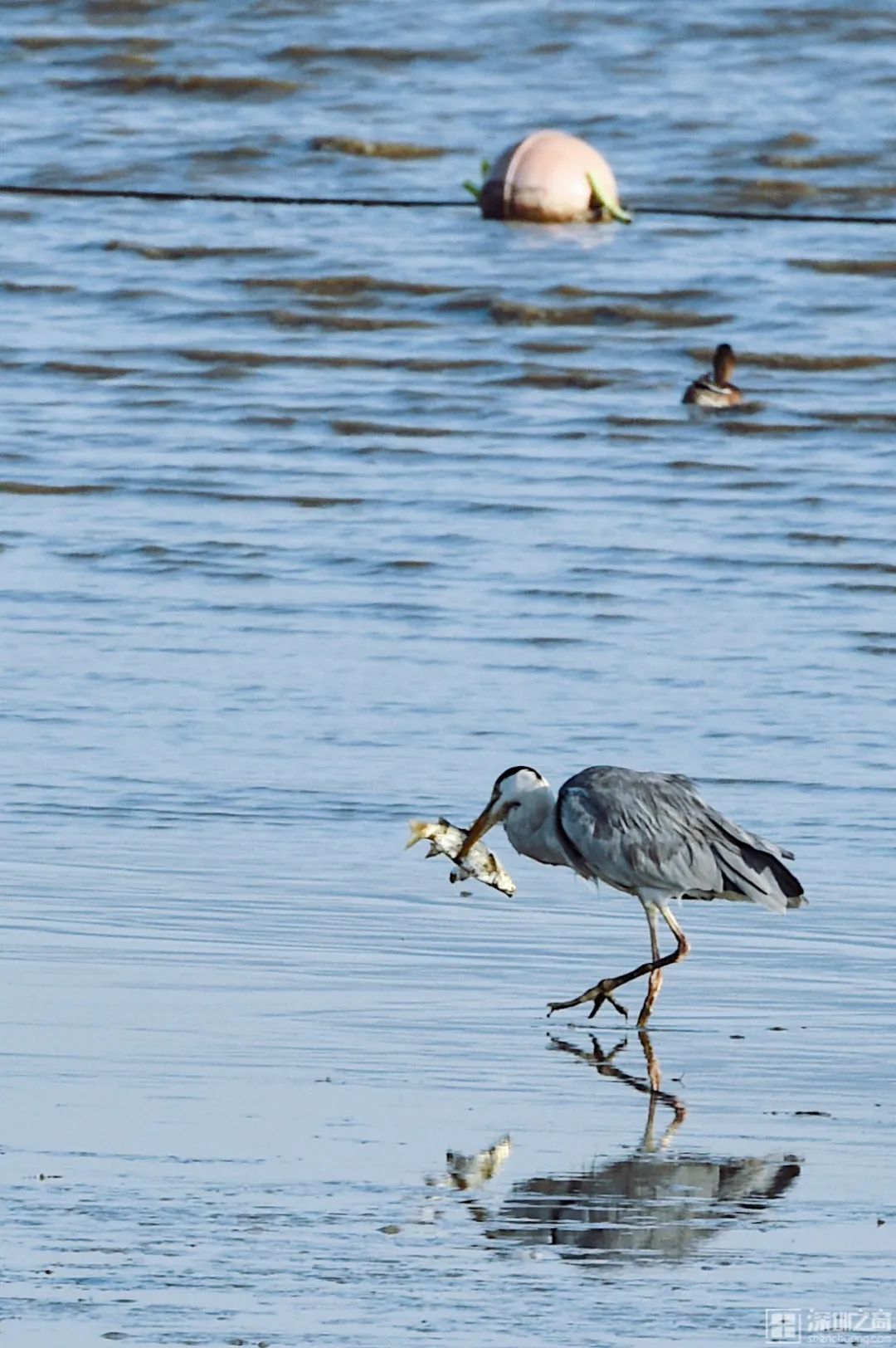 「深圳湾公园」是众多候鸟南迁的"终点站",据统计,有最多达189种鸟类