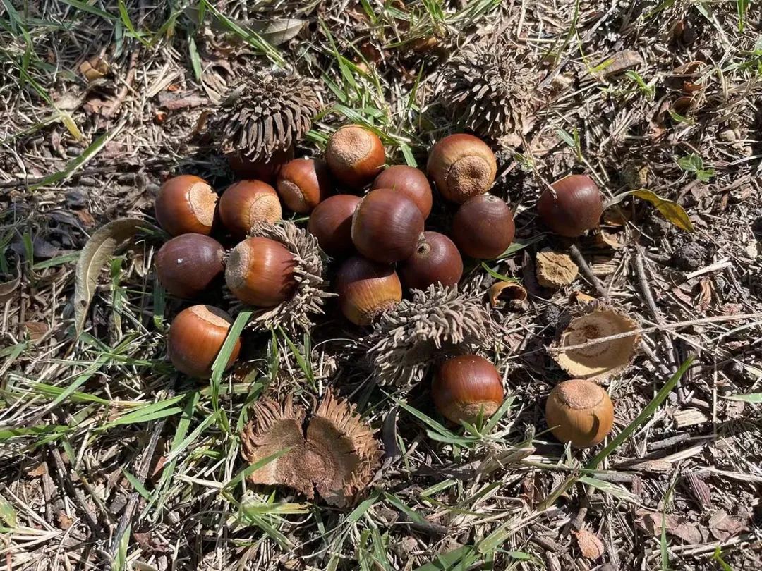 "从果实外观来看,麻栎是半裸露的,壳斗内就一个单果,放在手里看,就像