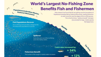 研究表明：世界上最大的禁渔区有助于大型标志性鱼类的恢复
