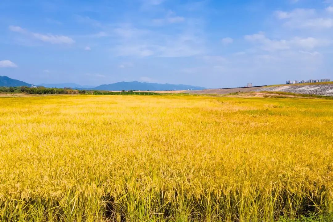 "李先生告诉记者,因为种植比较早,他的稻田有50多亩水稻"提前"成熟