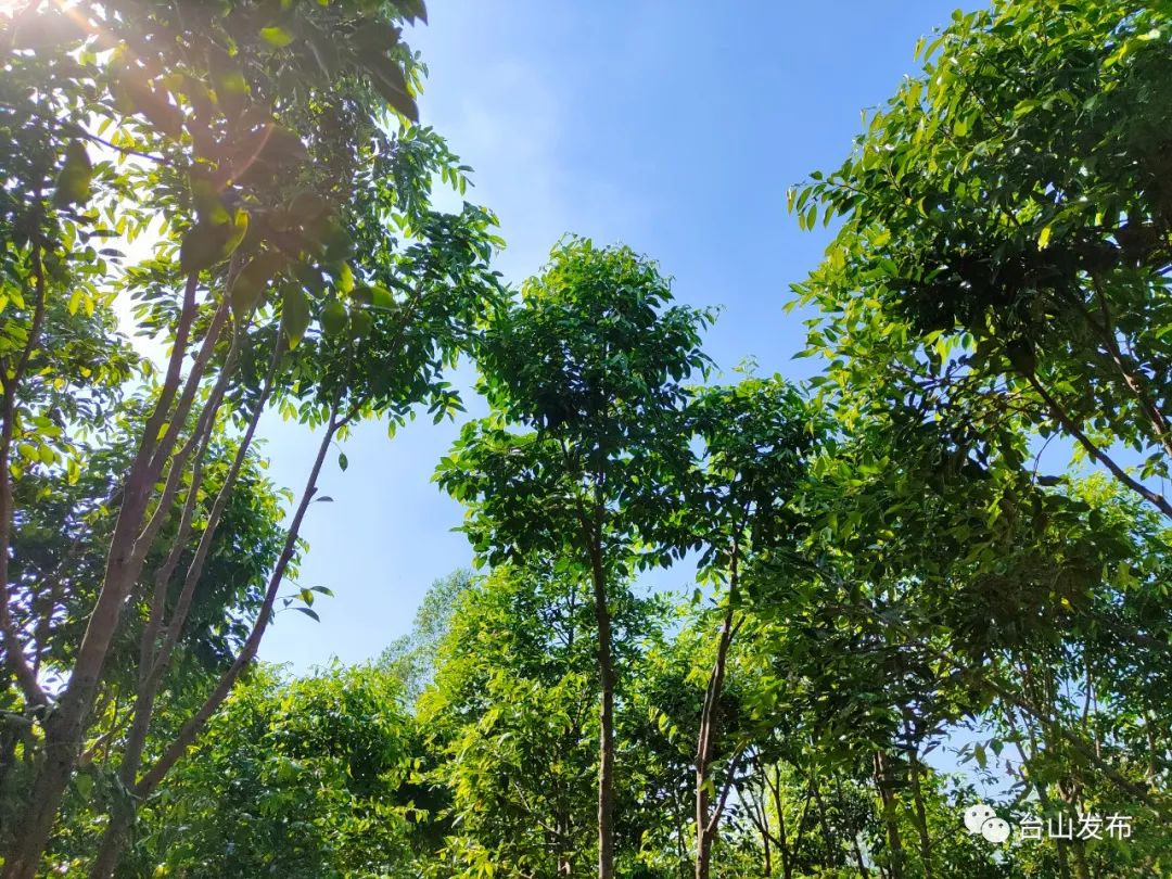 在深井镇井东村奇楠沉香种植基地,阿布看到一棵棵沉香挺立山头,绿意