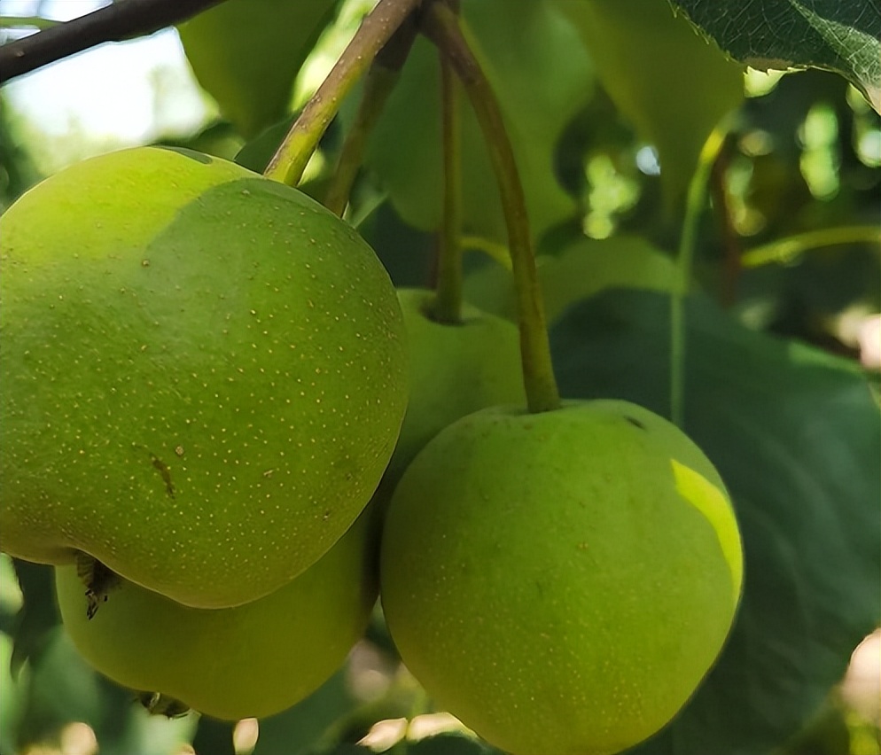 兰州软儿梨 天然冰淇淋