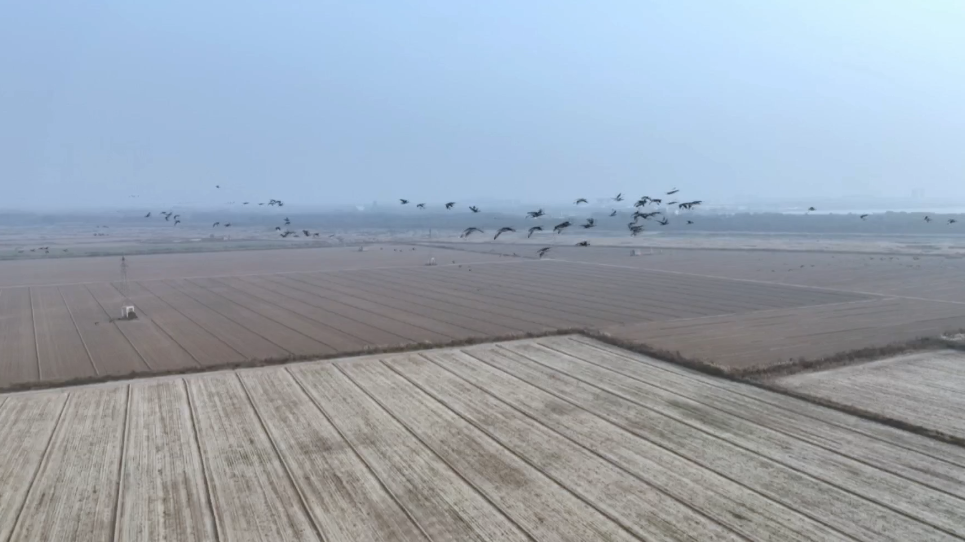 又到候鸟迁徙季 衡水湖上空再现群雁飞翔景象
