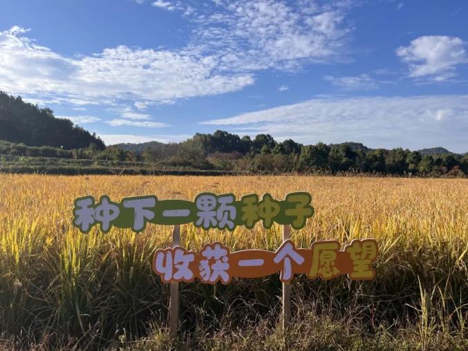 【巾帼风采】黄崔佳:爱美也爱种田的"85后"新农人_澎湃号·政务_澎湃