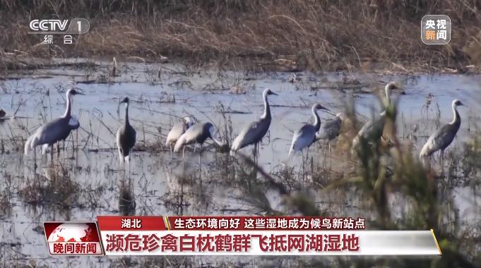 黄石又上央视啦!欢迎候鸟“回家”!_澎湃号·政务_澎湃新闻-The Paper