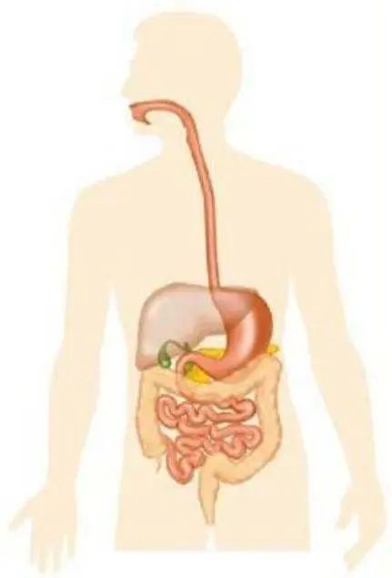 胃肠镜都有什么品牌【小南话科普】90%的疾病都集中在消化道！胃肠镜检查能“救命”！_https://www.jmylbn.com_新闻资讯_第5张