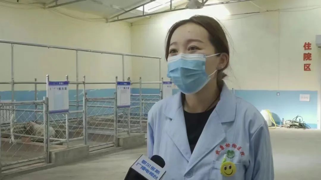 鄂托克旗完善兽医社会化服务 牲畜诊疗全方位_澎湃号·政务_澎湃新闻-The Paper