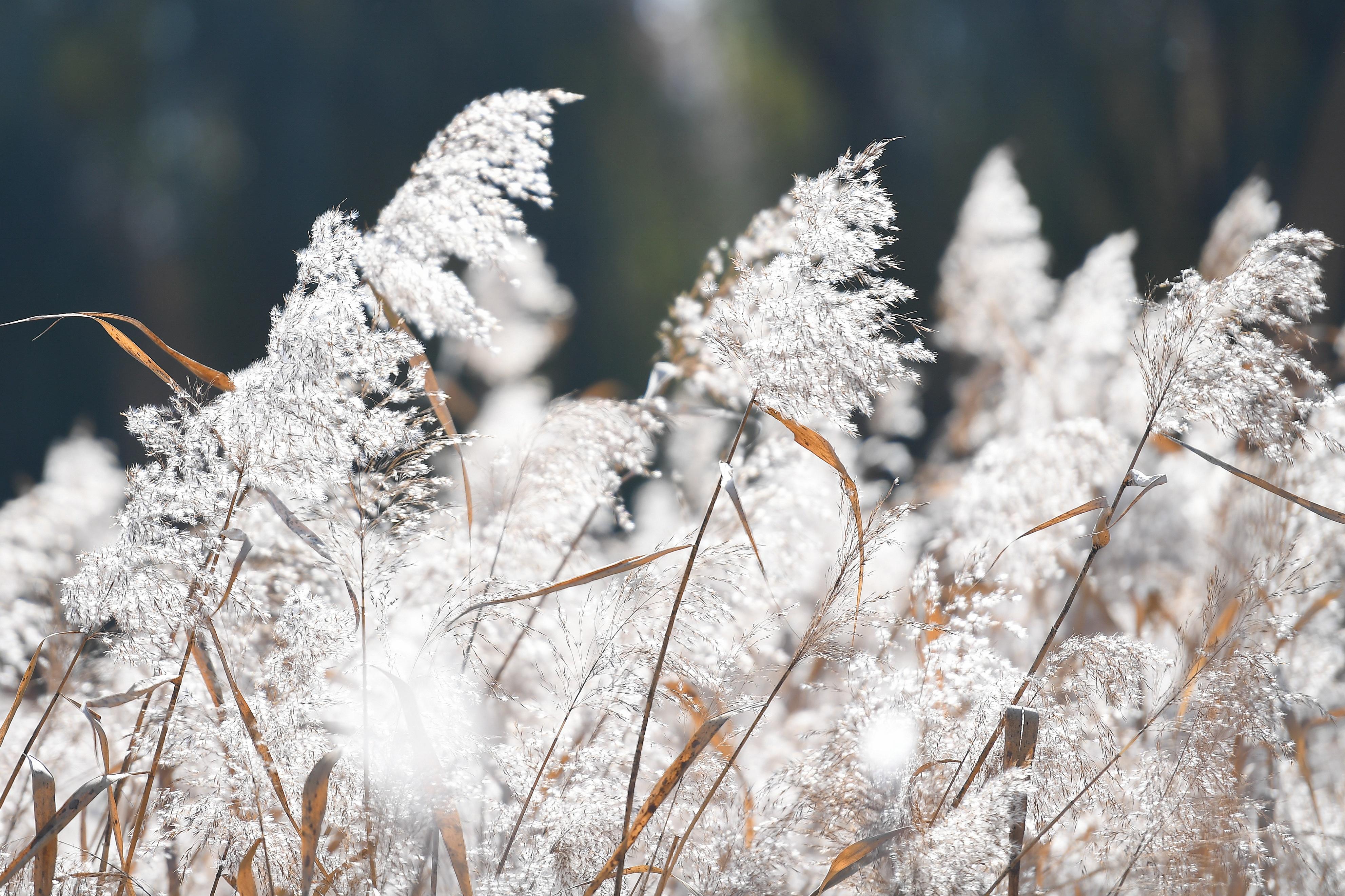 来长春友谊公园吧看芦苇摇曳听秋风欢歌
