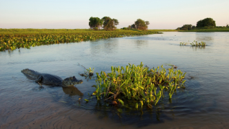 IUCN：發掘濕地在應對氣候變化和生物多樣性喪失方面的潛力|RAMSAR COP14活動