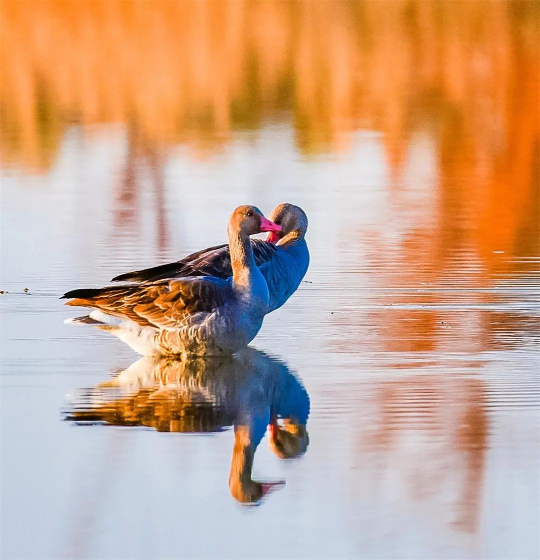 【美景敦煌】11月初,红嘴雁临时落户敦煌大漠水域